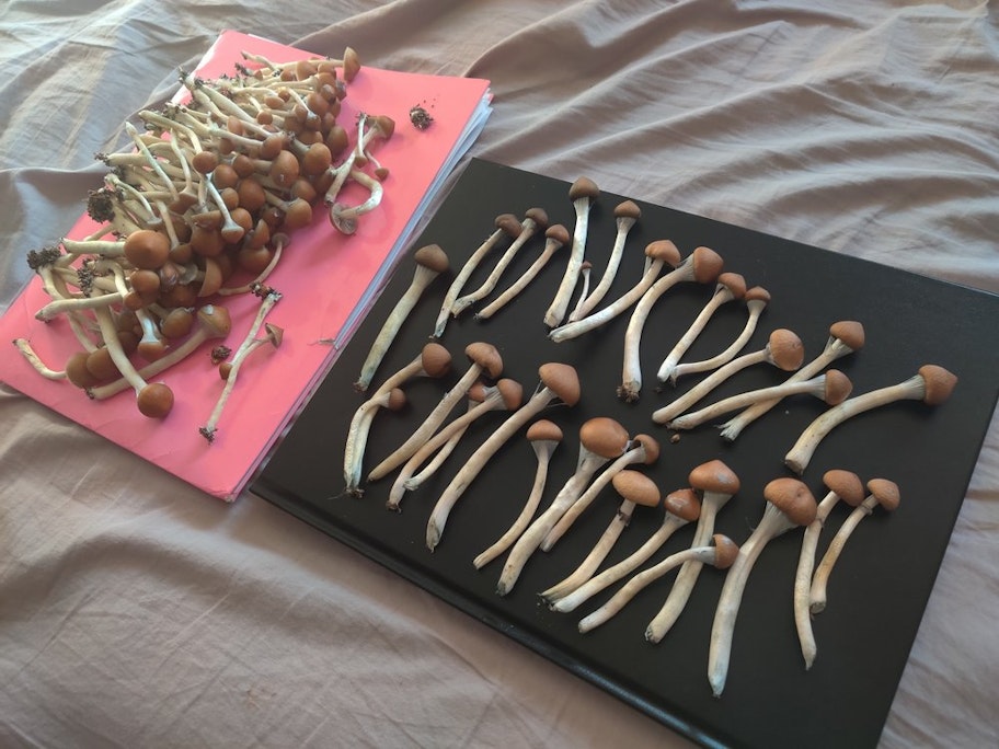 Customer mushrooms grown at home with a Fungi Fanatics Trifecta grow kit